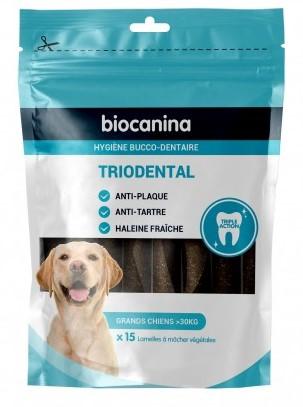 Triodental grand chien